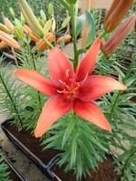 [4088 Red Twin DJ No102.JPG]